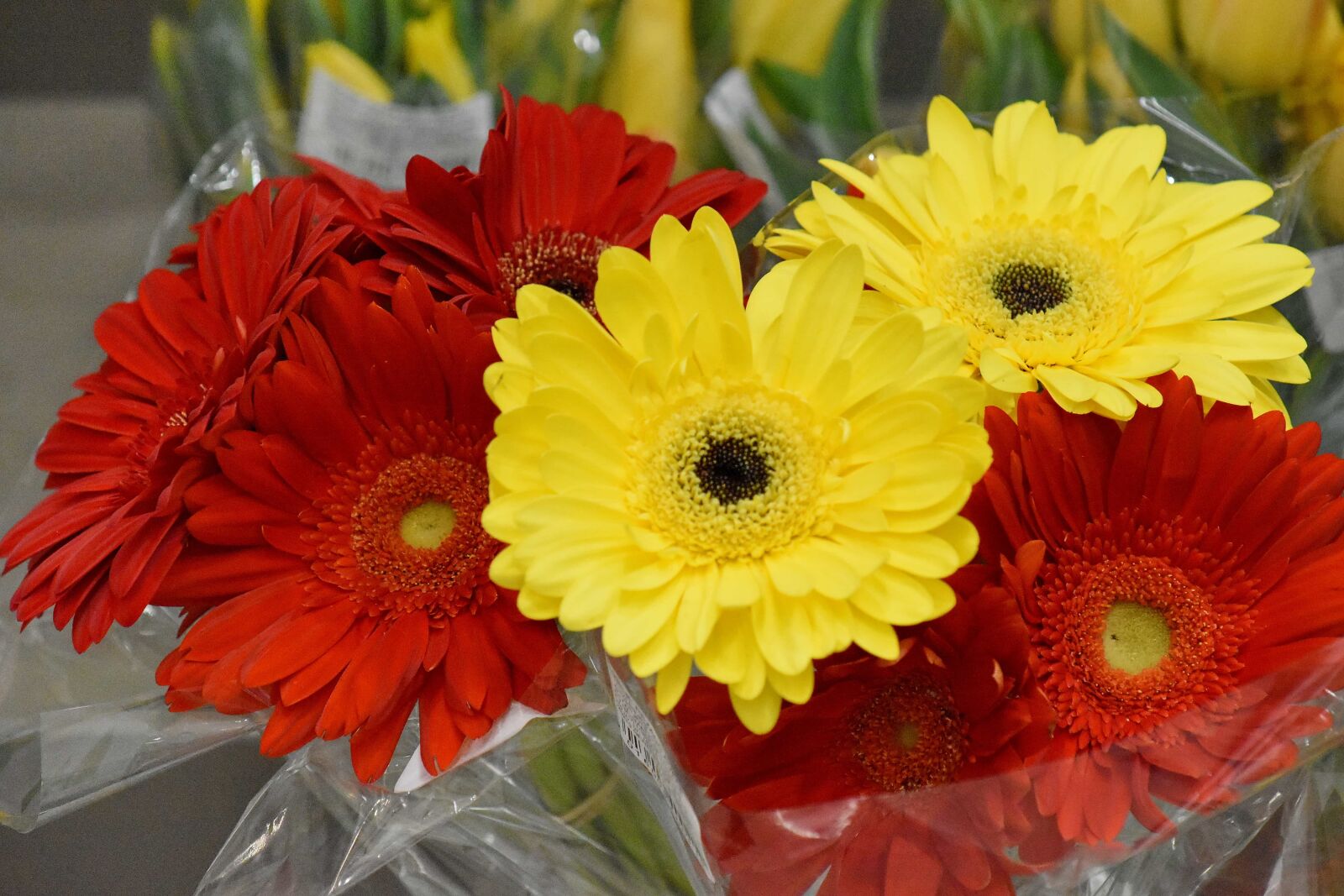 Nikon D5500 sample photo. Flower, flora, bouquet, yellow photography