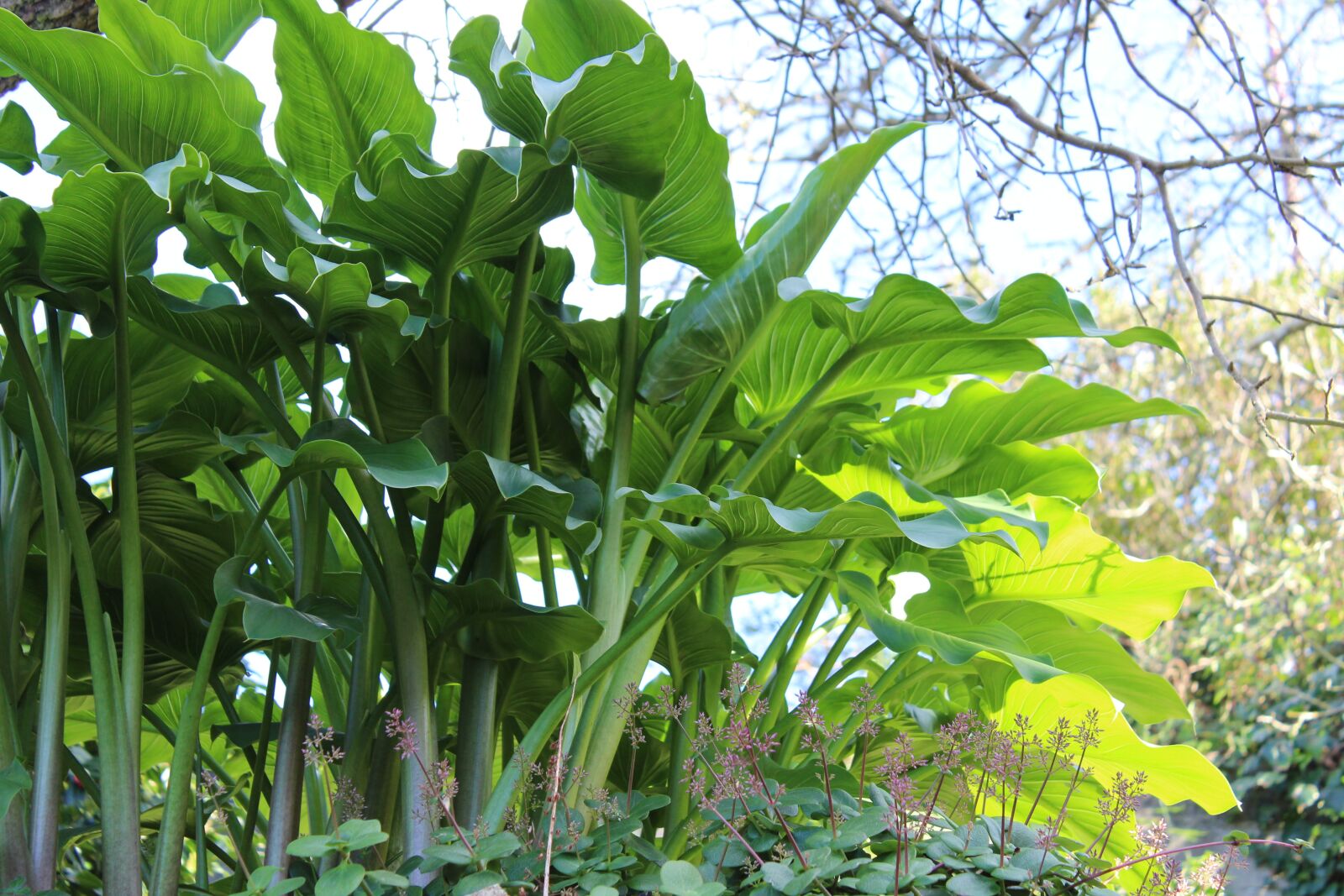 Canon EOS 1300D (EOS Rebel T6 / EOS Kiss X80) sample photo. Plant, leaf, leaves photography