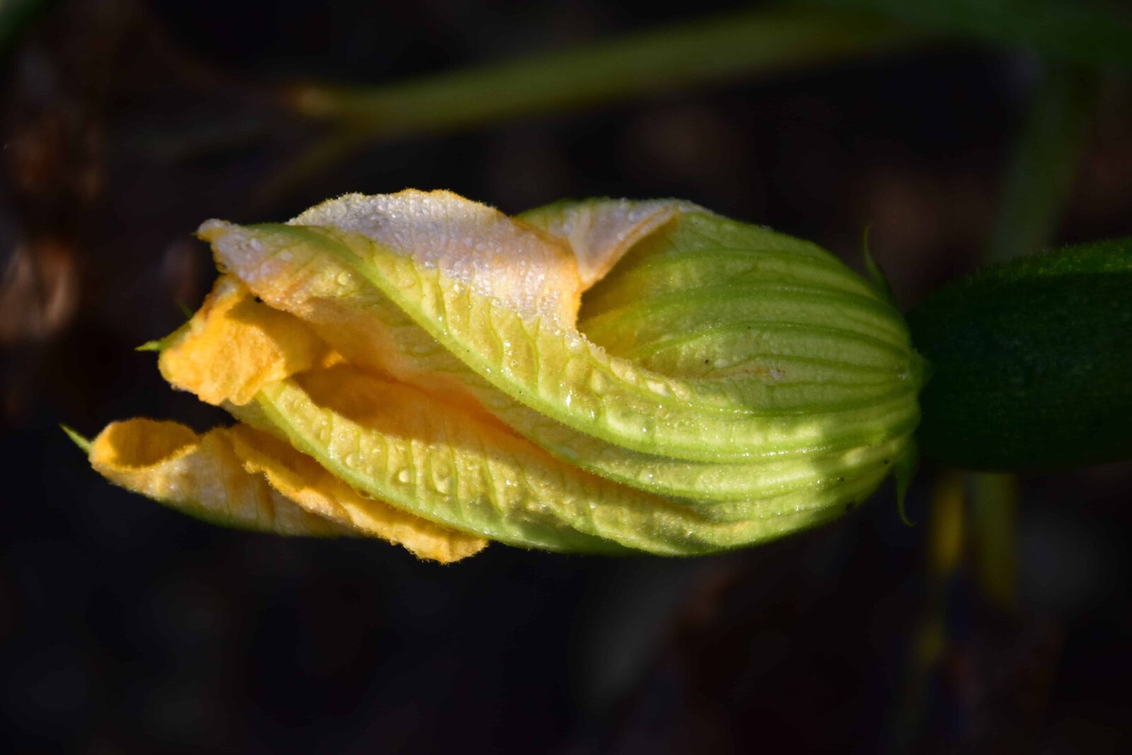 Nikon D3300 sample photo. Green leaf, nature, flora photography