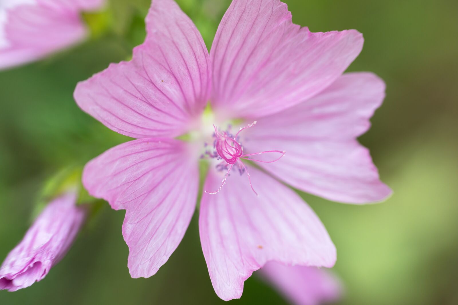 Samsung NX300M sample photo. Mallow, blossom, bloom photography