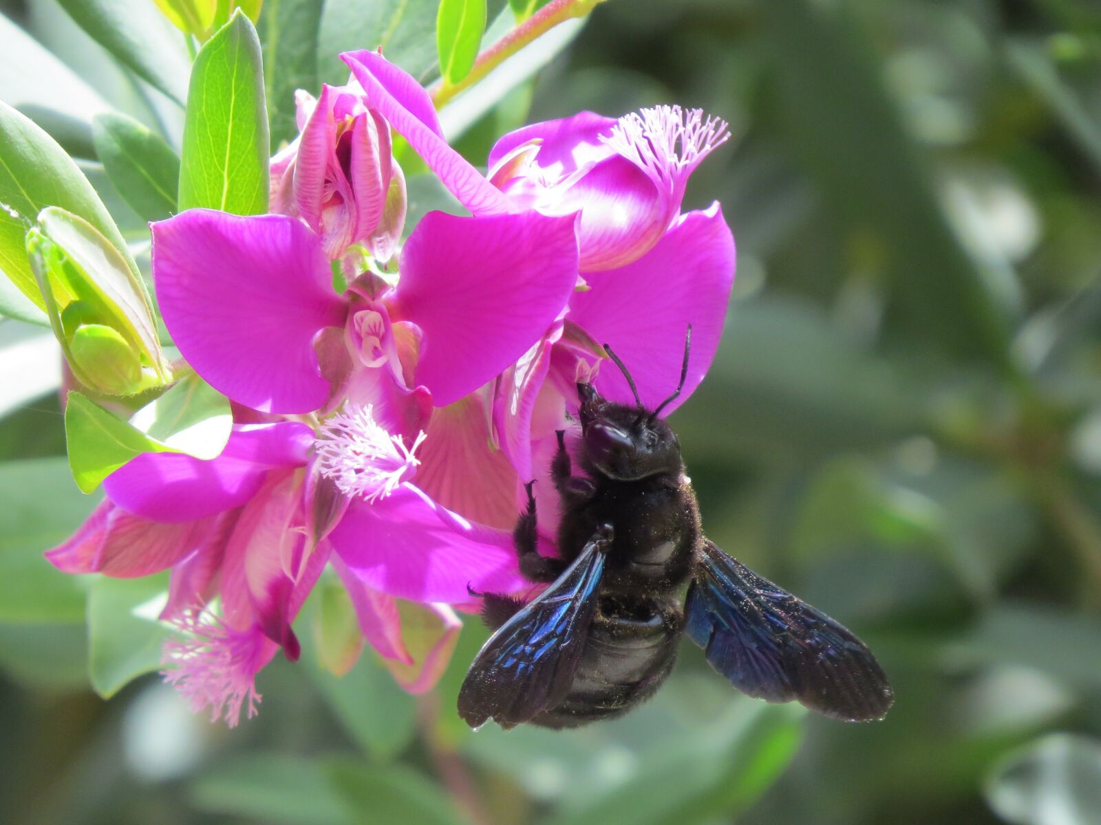 Canon PowerShot SX50 HS sample photo. Flower, pollen, insect photography