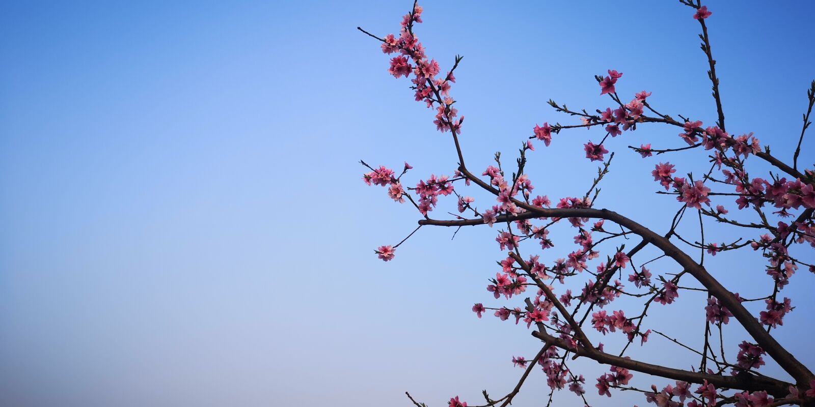 HUAWEI P20 Pro sample photo. Peach blossom, day, tree photography
