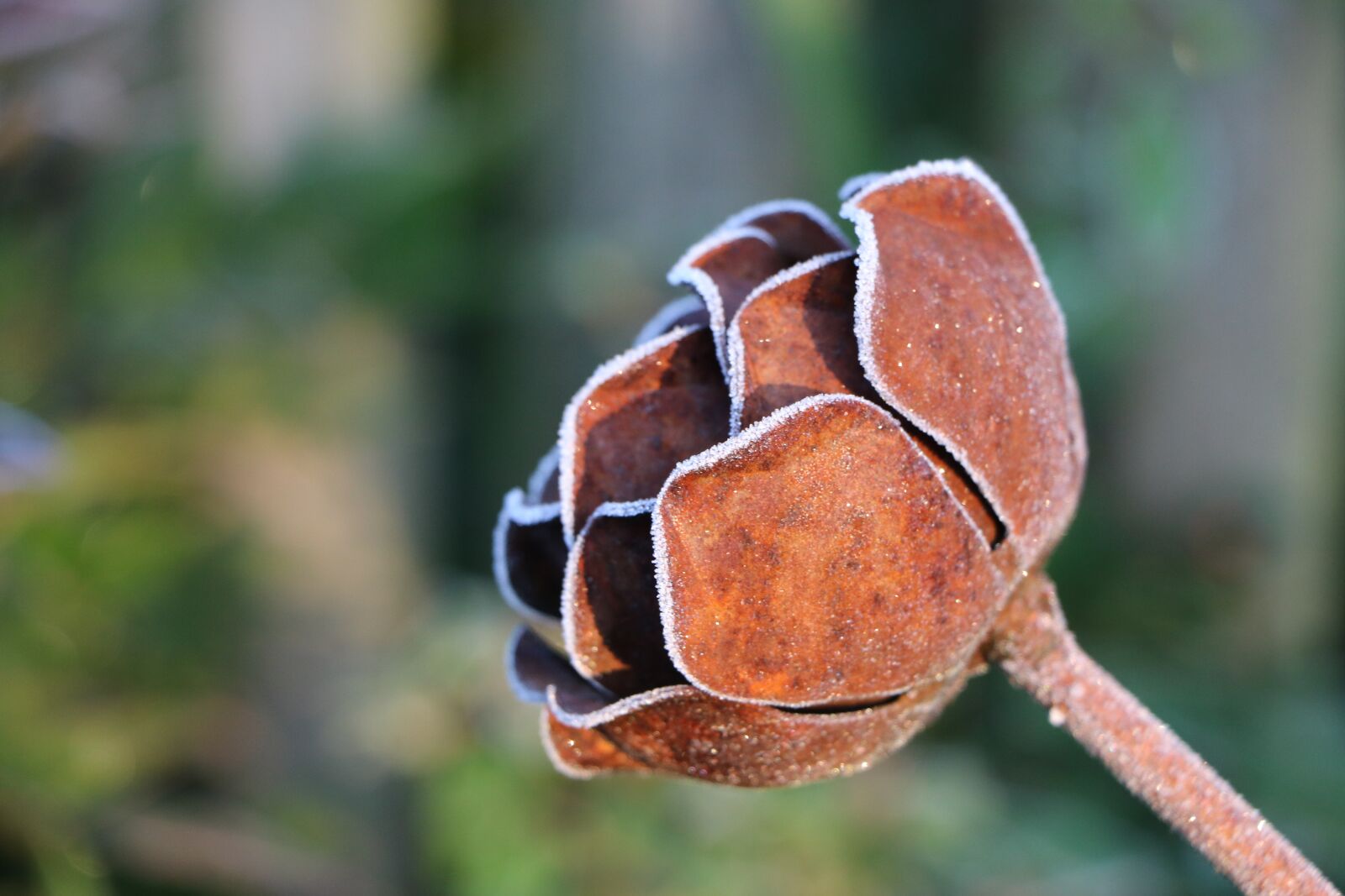 Canon EOS 750D (EOS Rebel T6i / EOS Kiss X8i) sample photo. Metal, rose, frost photography