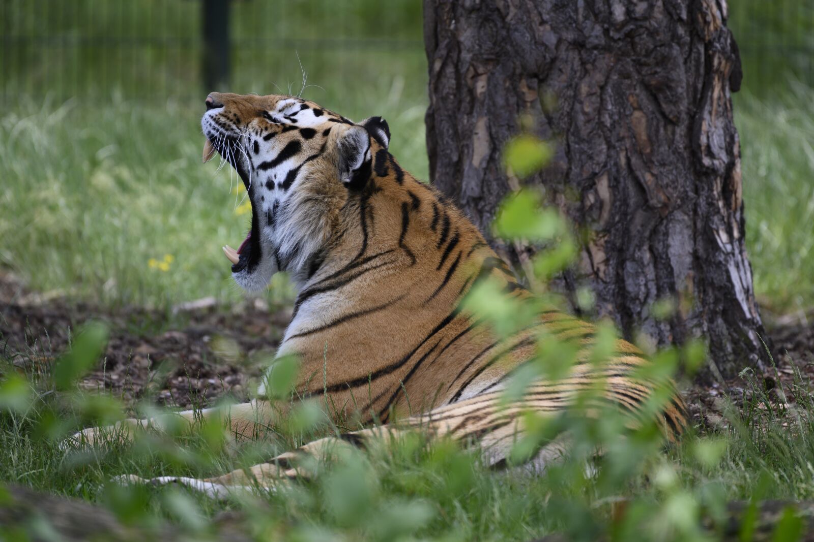 Nikon Z7 sample photo. Beekse bergen, tiger, predator photography