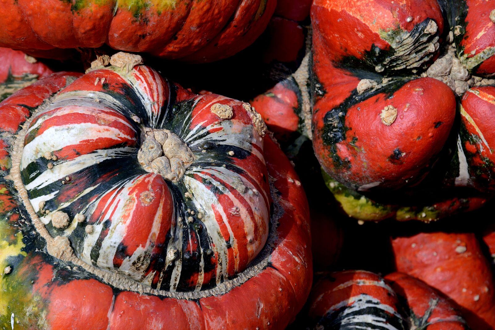 Nikon D7100 sample photo. Pumpkin, gourd, bishop's cap photography