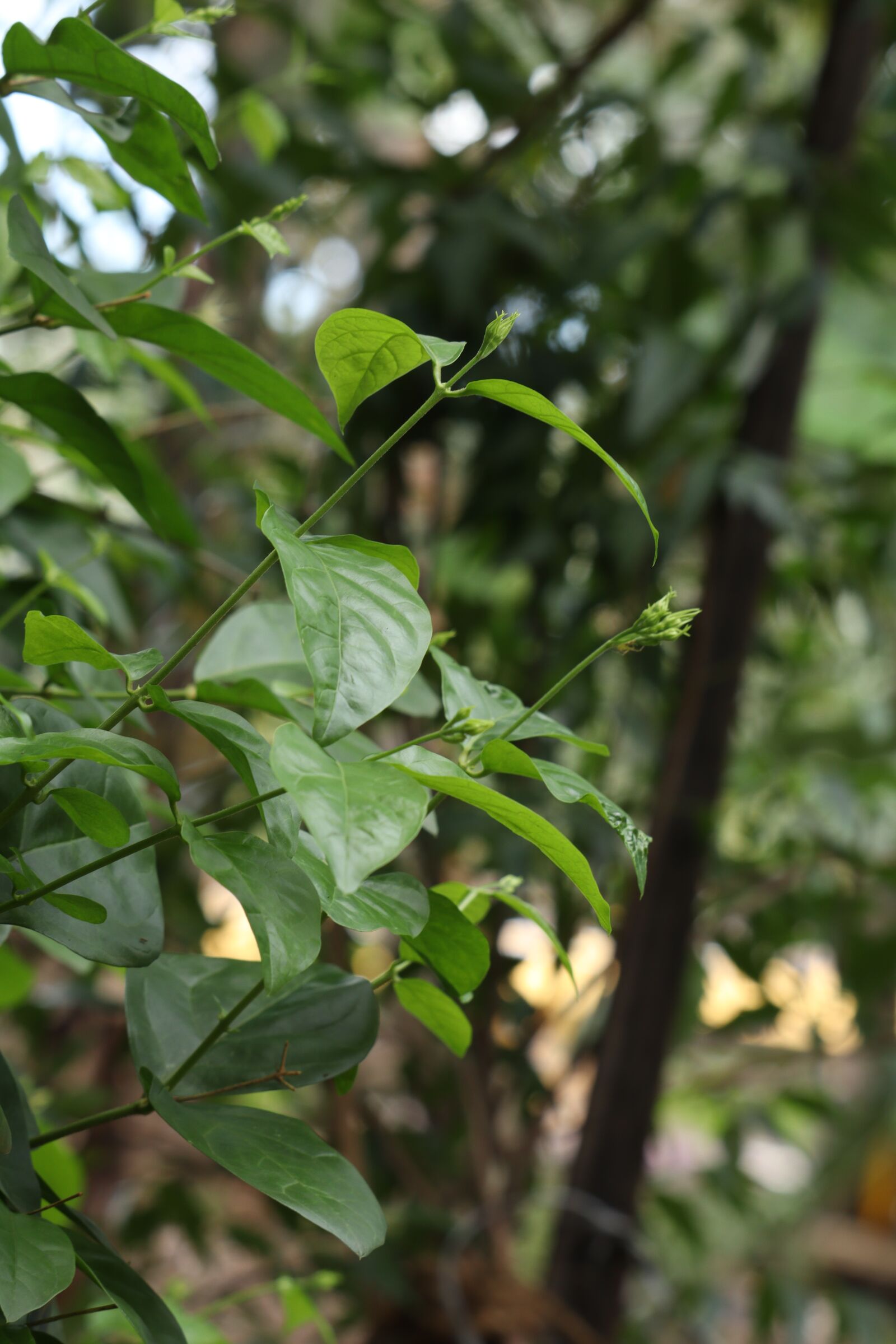 Canon EOS 250D (EOS Rebel SL3 / EOS Kiss X10 / EOS 200D II) sample photo. Leaf, nature, green photography
