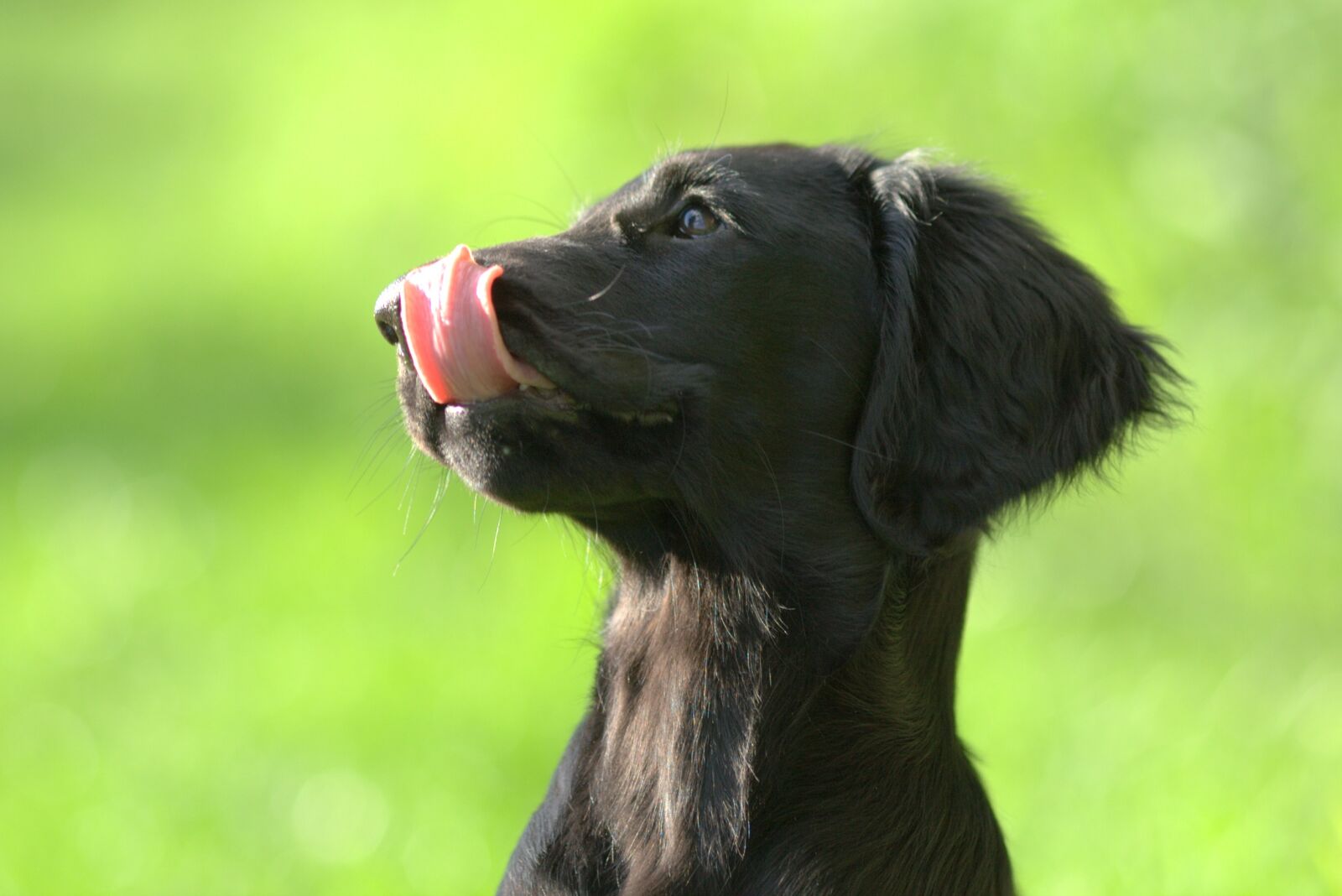 Canon EOS-1D Mark III sample photo. Flatcoated retriever, puppy, cute photography