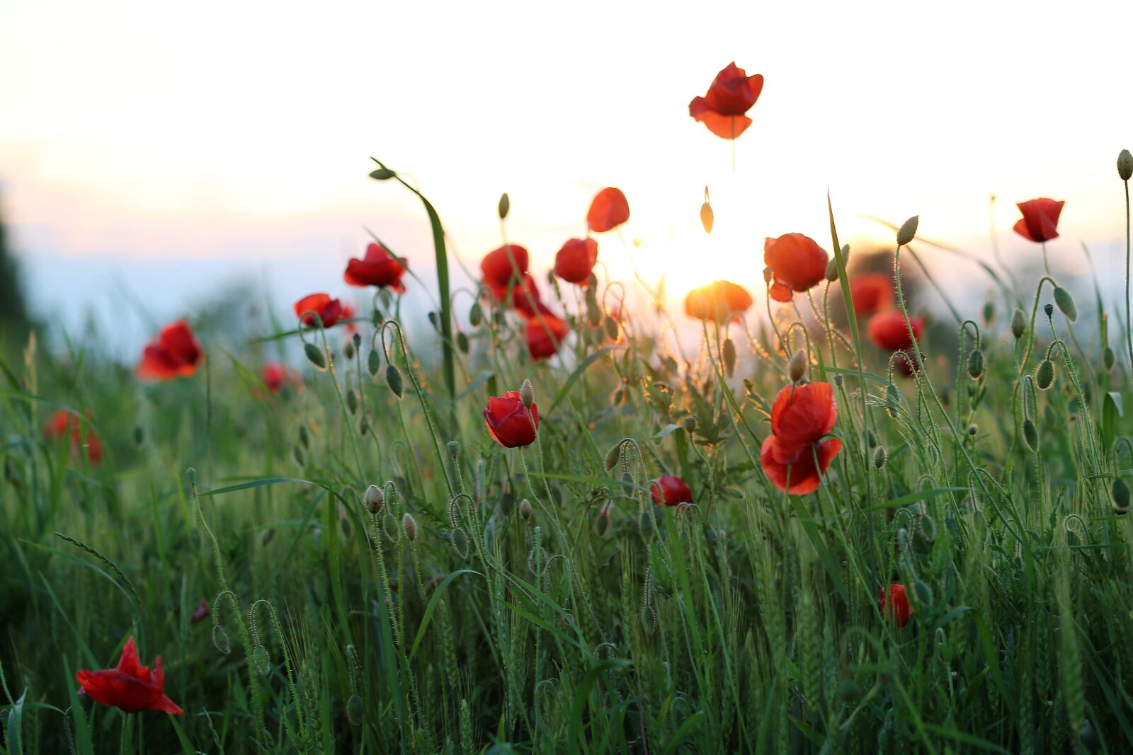 Canon EF 70-300 F4-5.6 IS II USM sample photo. Red poppy, evening, sunset photography