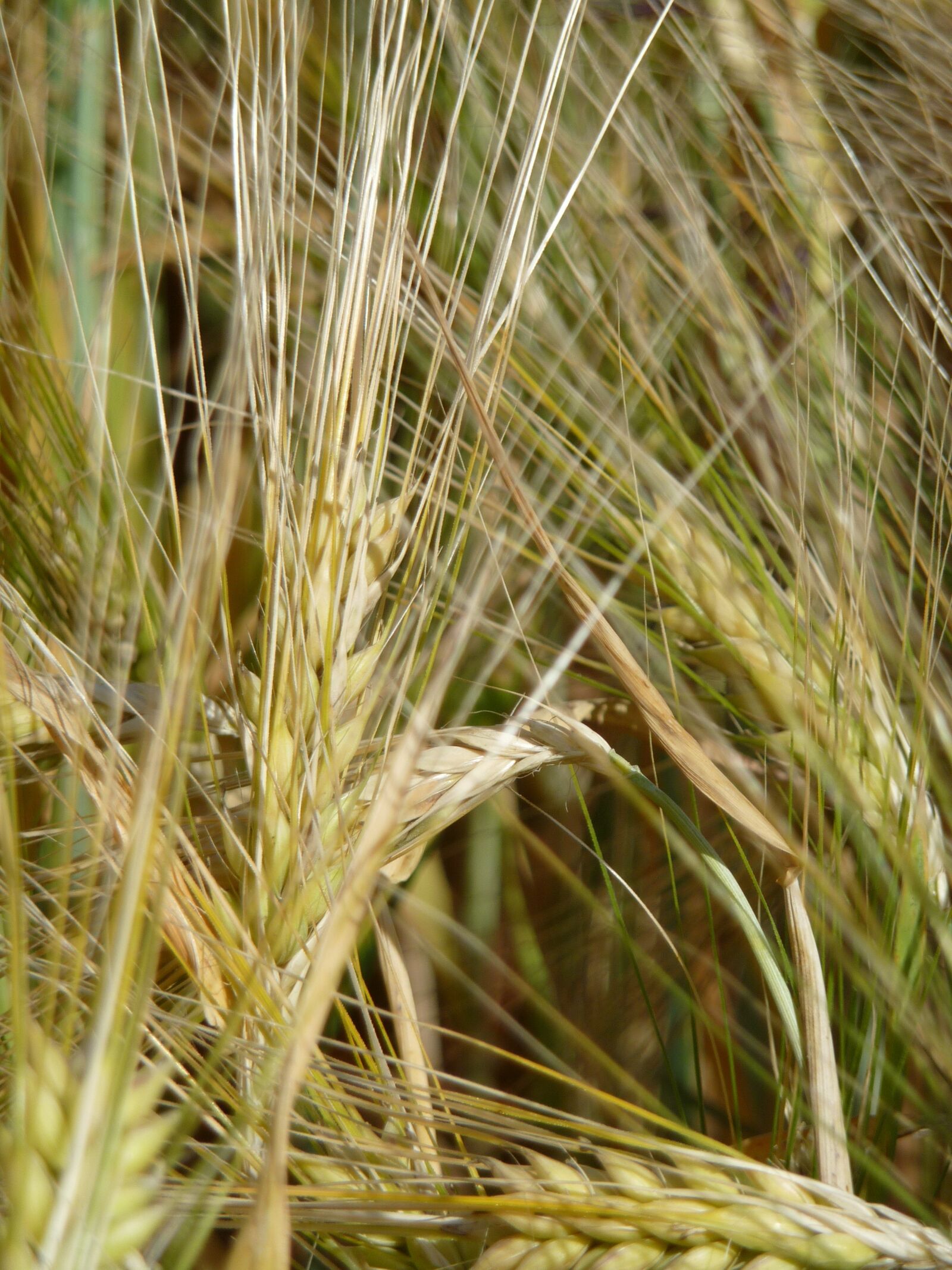 Panasonic Lumix DMC-TZ5 sample photo. Grain, wheat, harvest photography