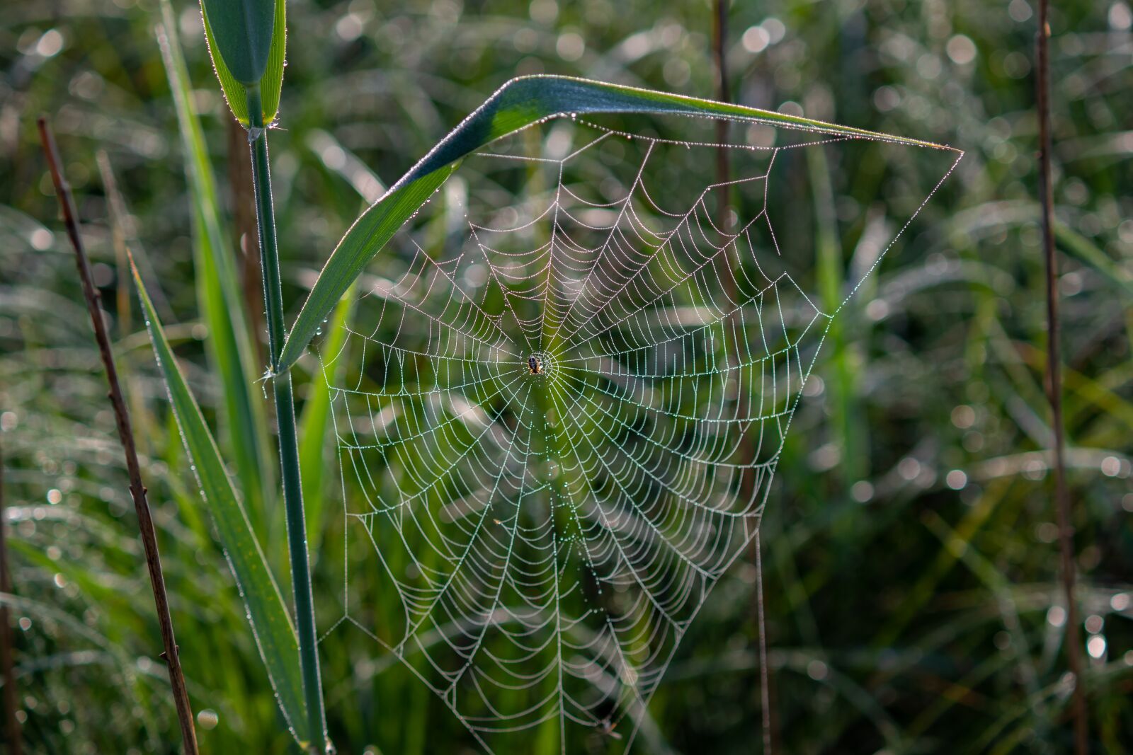 Canon EOS 7D Mark II sample photo. Spider, cobweb, morgentau photography