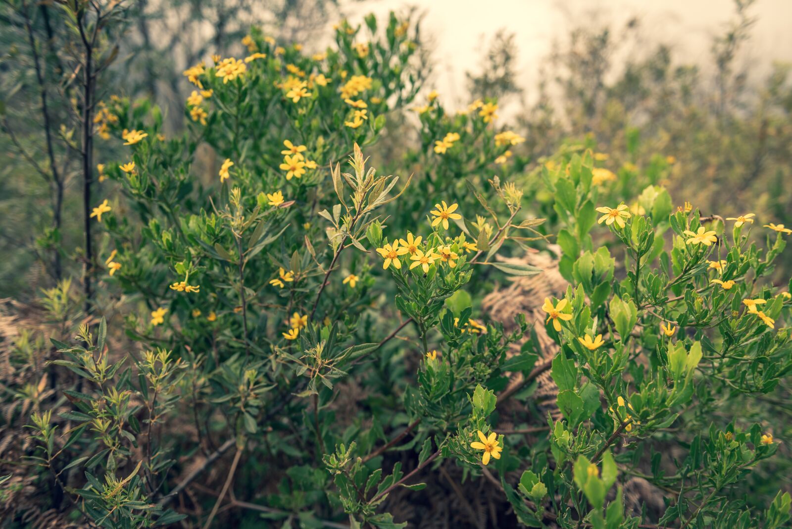 Nikon D750 sample photo. Plant, flowers, yellow photography