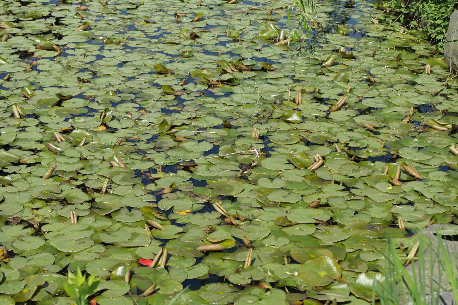 Samsung NX20 sample photo. Lotus, pond, ecology photography