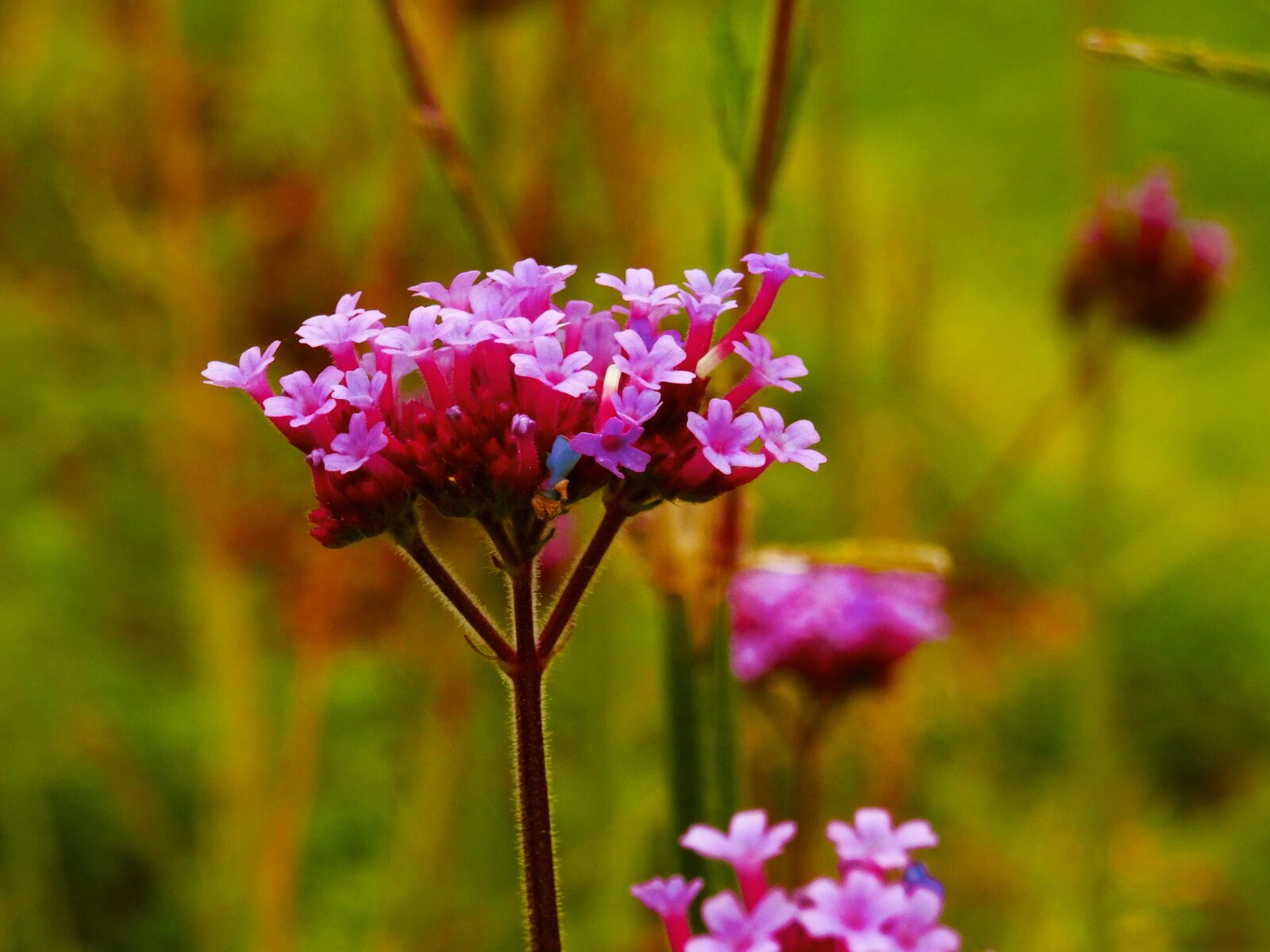 Sony DSC-HX50 sample photo. Flower, purple, small photography