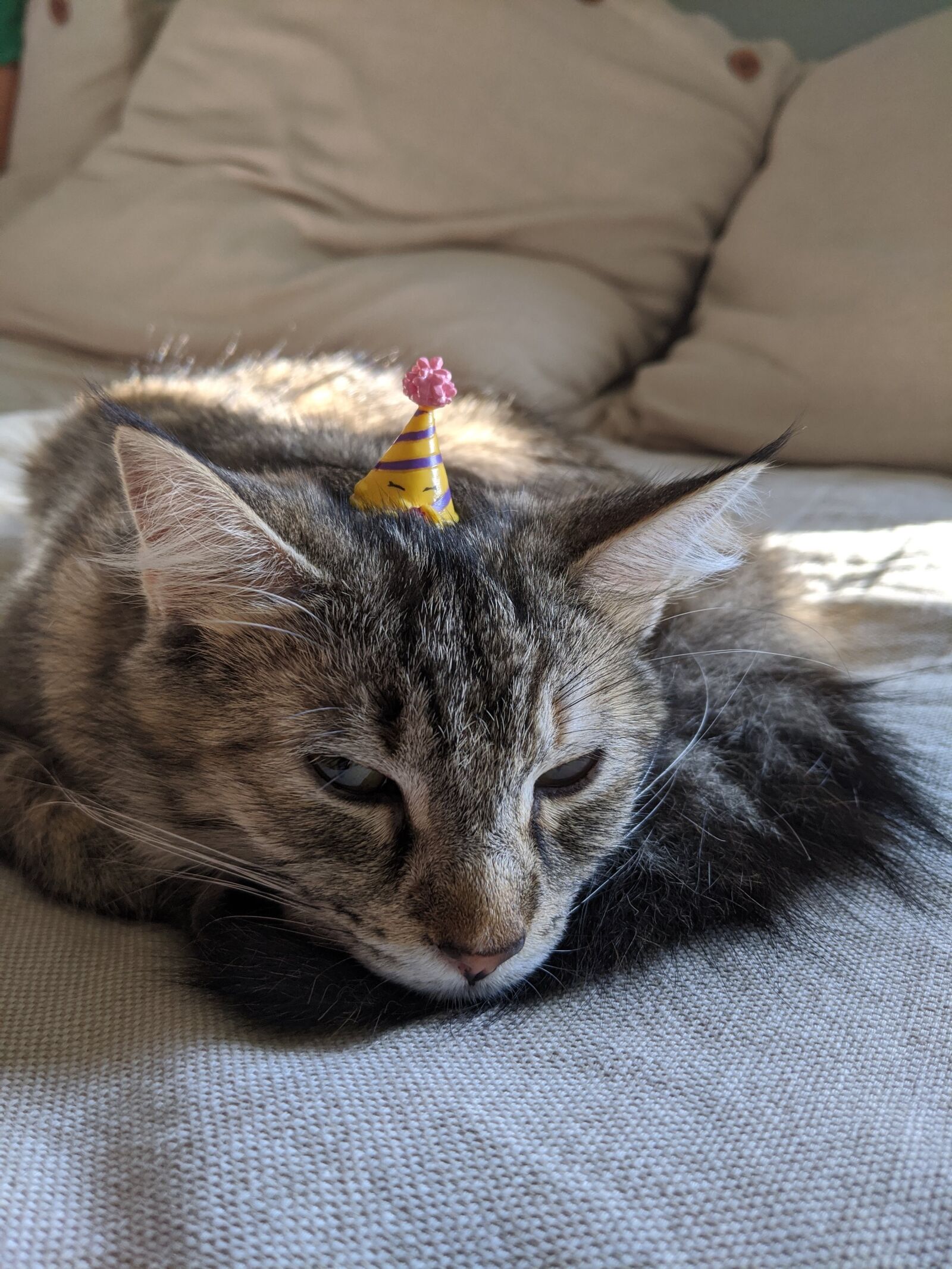 Google Pixel 3a sample photo. Cat, party hat, unamused photography