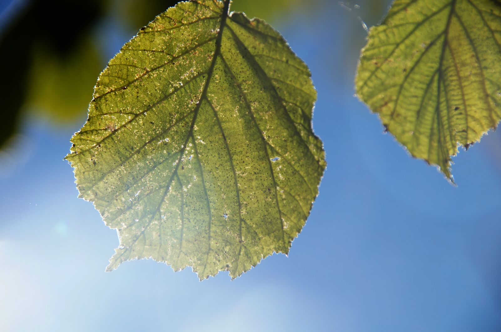 Sony SLT-A57 sample photo. Leaf, backlighting, soft light photography