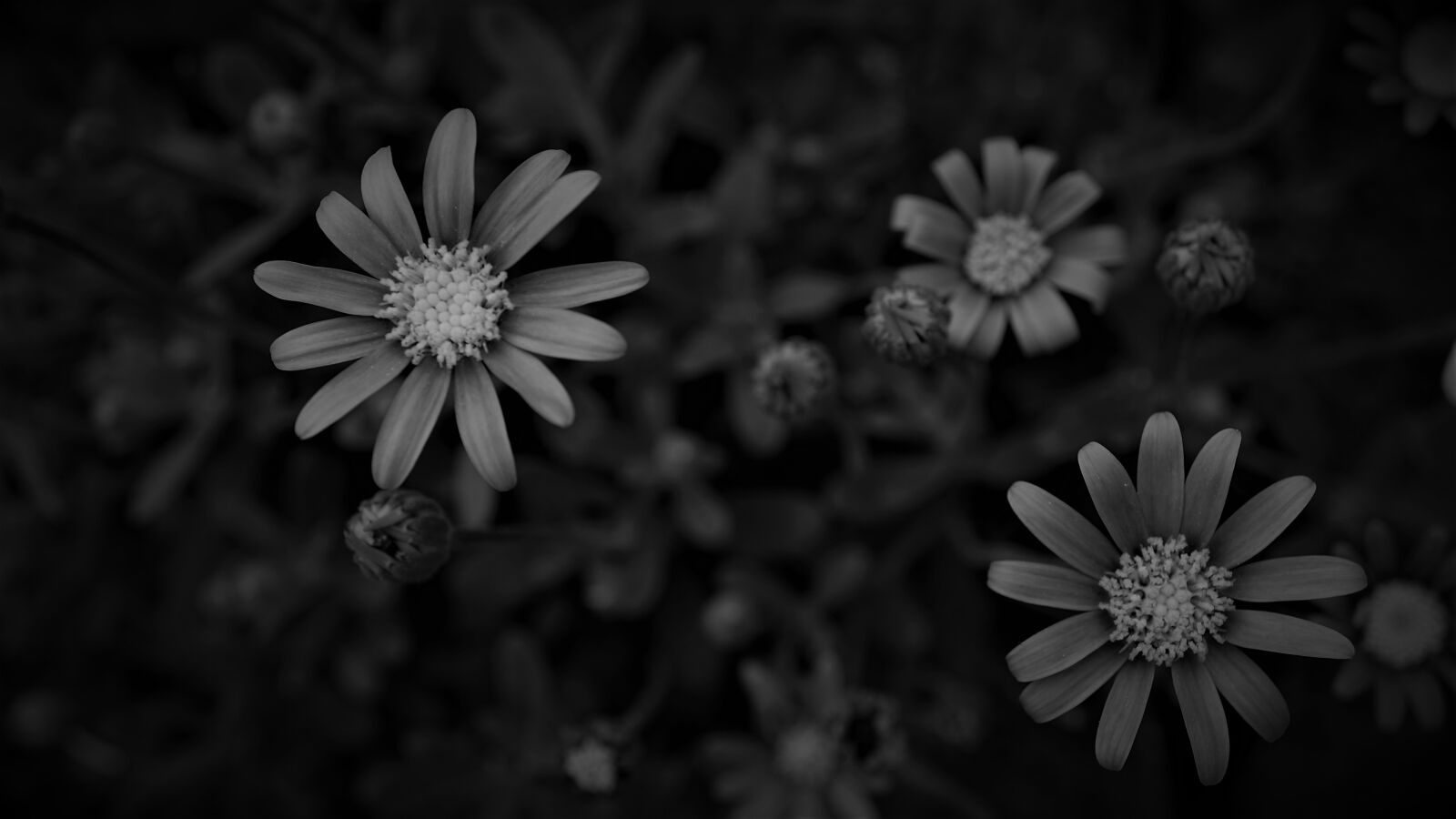 Sony a6000 + Sony E 30mm F3.5 Macro sample photo. Flowers, black white, background photography