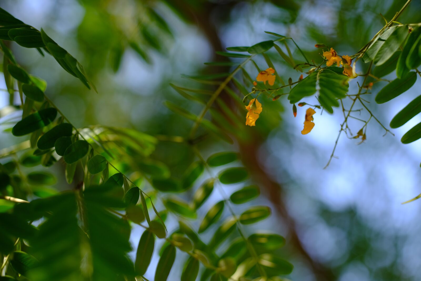 Fujifilm XF 90mm F2 R LM WR sample photo. Nature, trees, forest photography