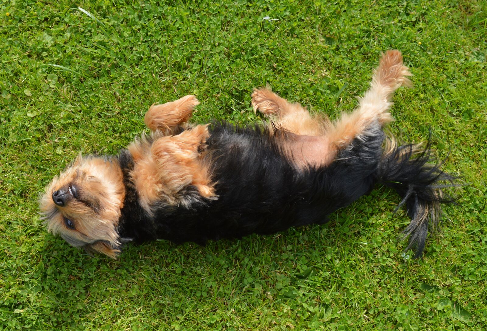 Nikon D3200 sample photo. Yorkshire terrier, samy, dog photography