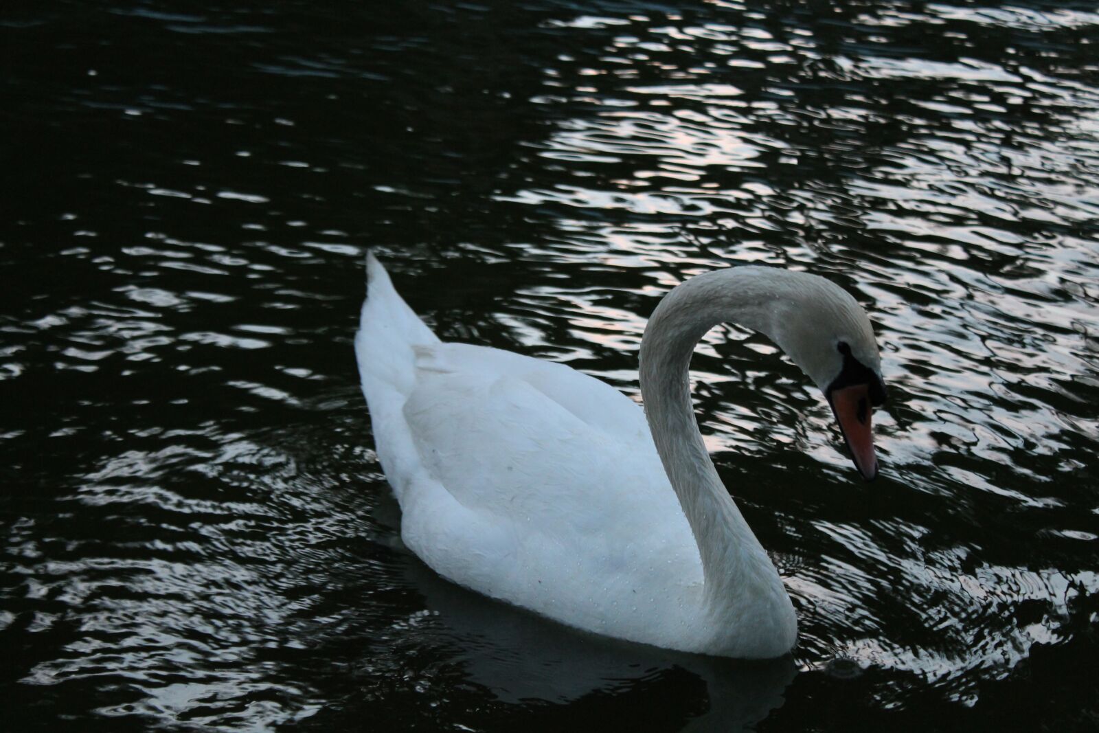 Canon EOS 700D (EOS Rebel T5i / EOS Kiss X7i) sample photo. Animal, zoo, water photography