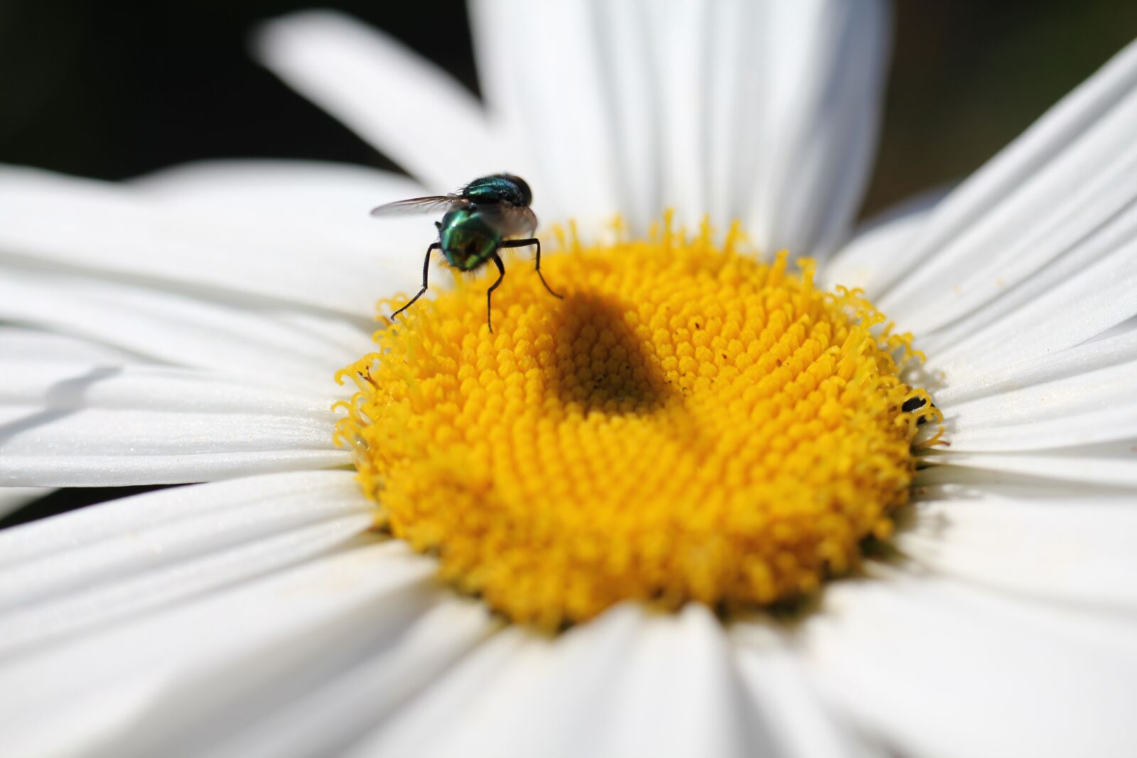 Canon EOS 550D (EOS Rebel T2i / EOS Kiss X4) sample photo. Fly, flower, nature photography