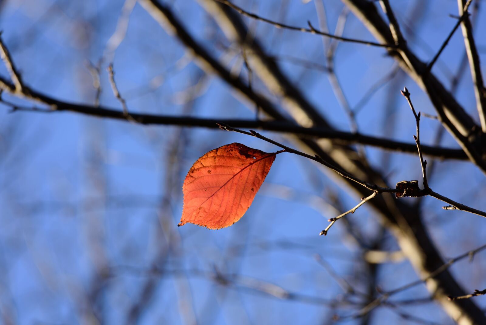 Nikon D810 sample photo. Tree, branch, nature photography