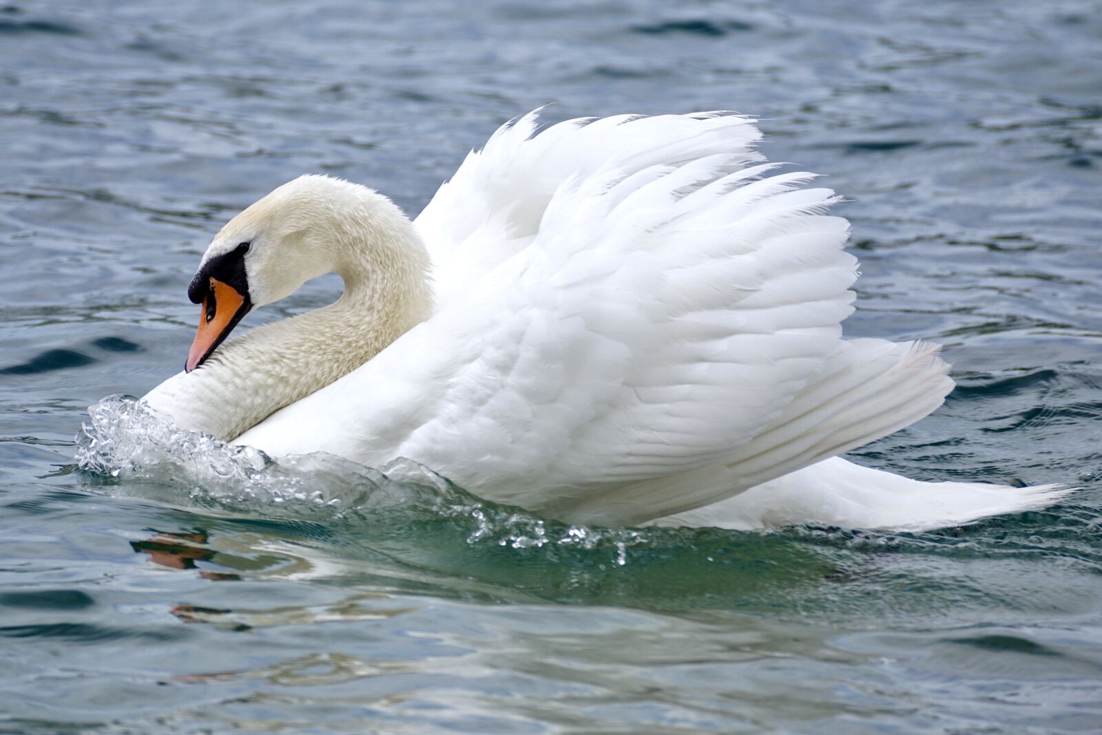 Sony DT 55-300mm F4.5-5.6 SAM sample photo. Swan, swim, bird photography