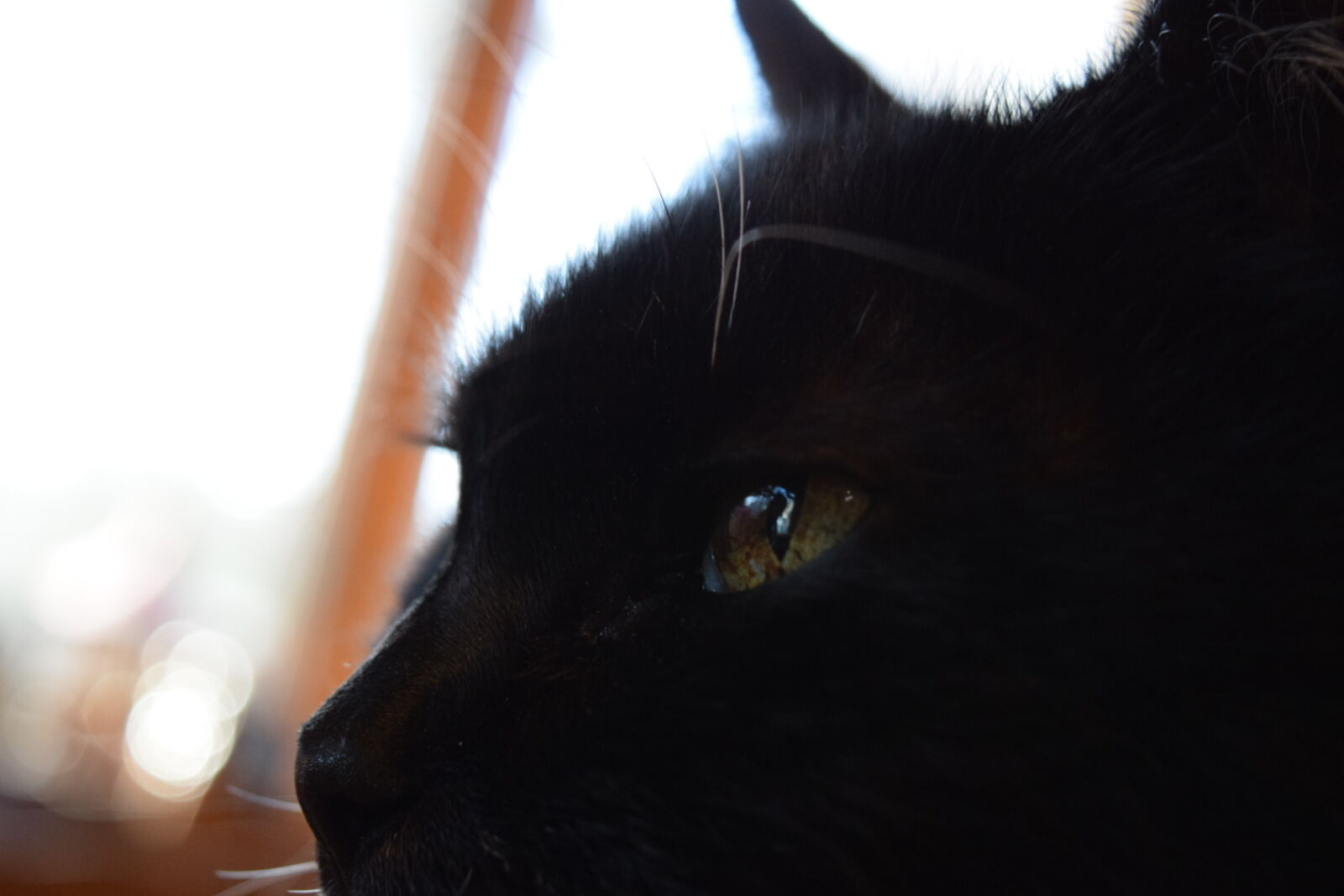 Nikon D5300 sample photo. Animal, cat, eyes, kitty photography