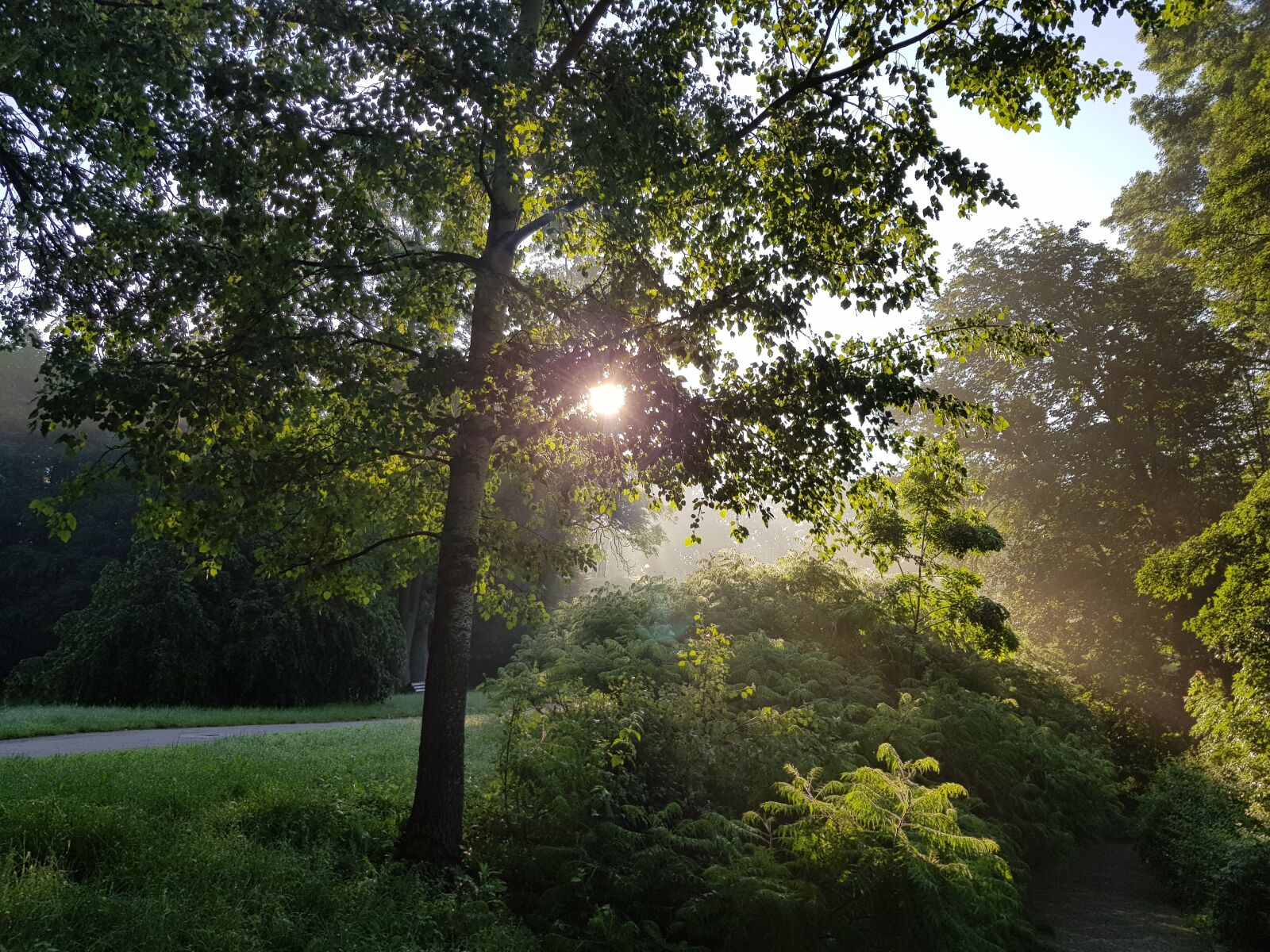 Samsung Galaxy S8 sample photo. Park, morning, dawn photography
