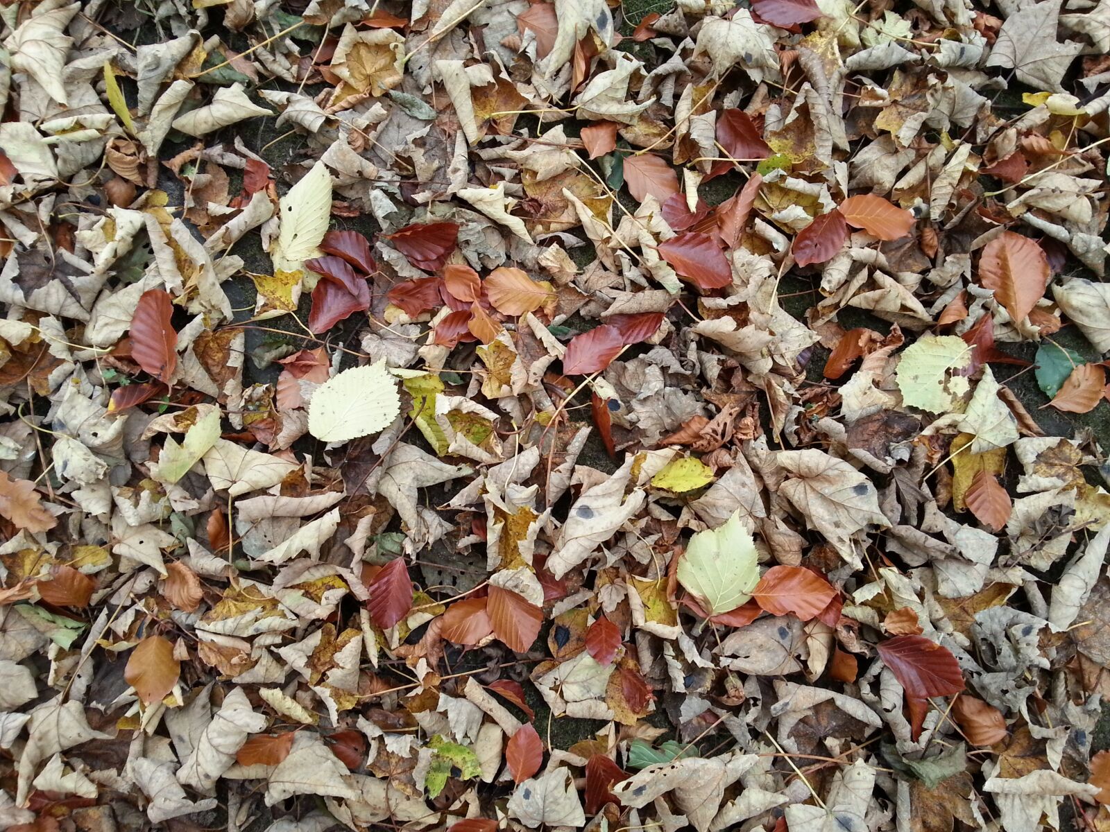 Samsung Galaxy S3 sample photo. Leaves, nature, texture photography