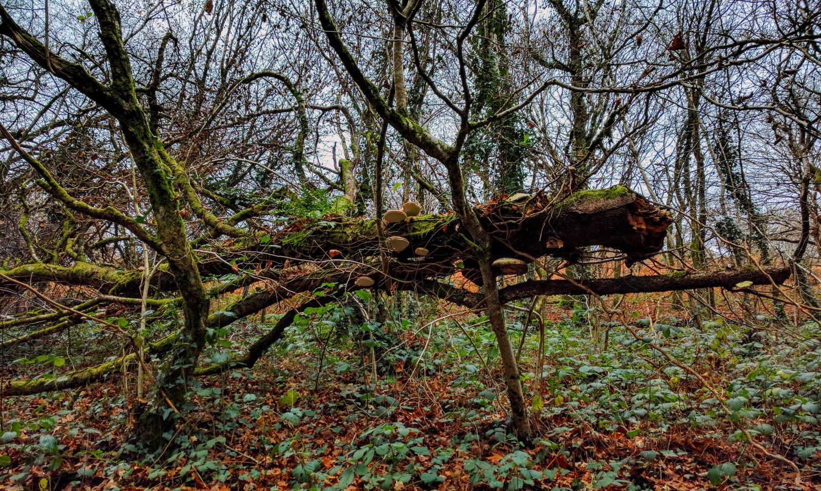 Google Nexus 6P sample photo. Woodland, woods, mushrooms photography