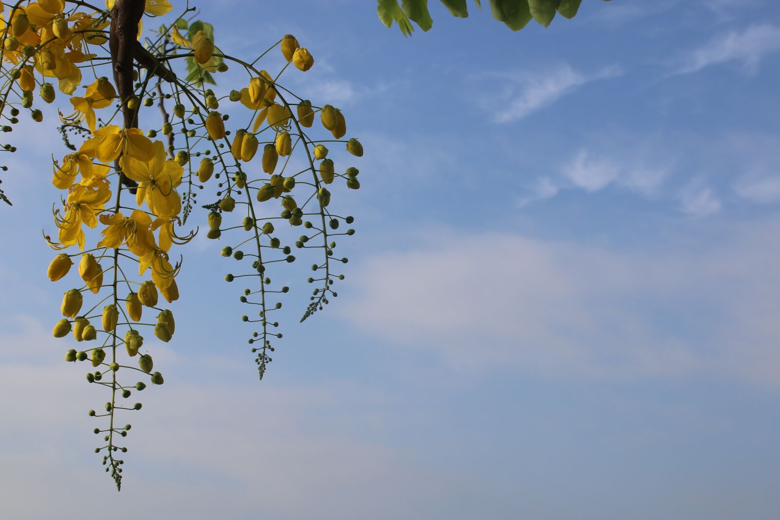 Canon EOS 70D + Canon EF-S 18-55mm F3.5-5.6 III sample photo. Sky, summer, yellow photography