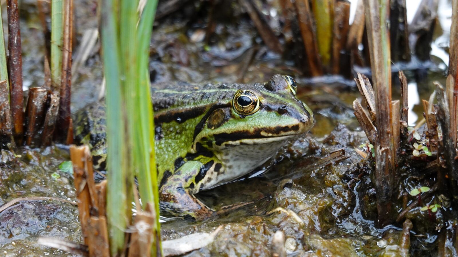 Sony Cyber-shot DSC-RX100 VI sample photo. Frog, green frog, amphibian photography