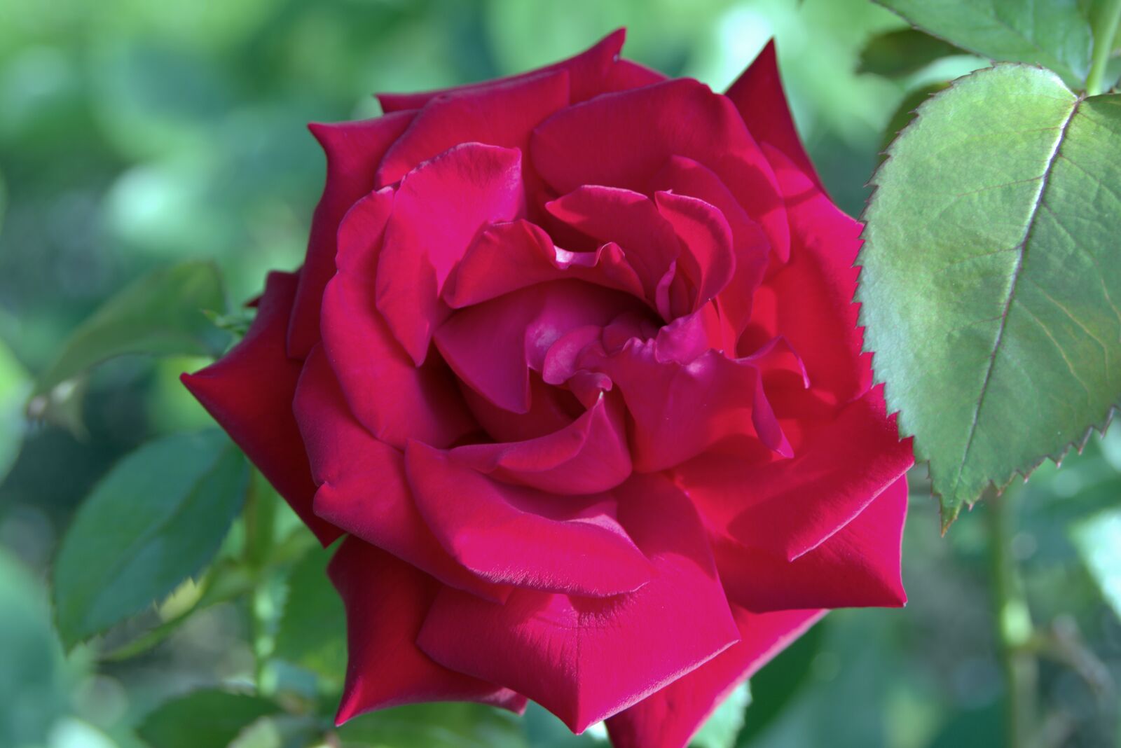 Pentax K-S2 sample photo. Rose, bright red, red photography