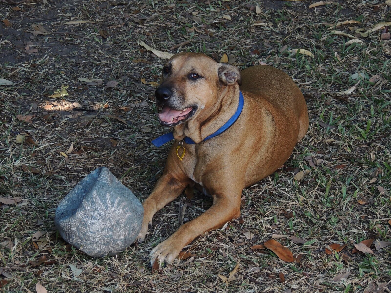 Nikon Coolpix P510 sample photo. Dog, pet, animal photography
