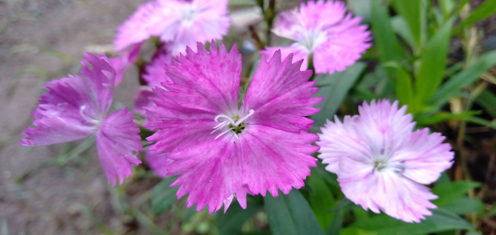 OPPO A3S sample photo. Flower, morning, blossom photography