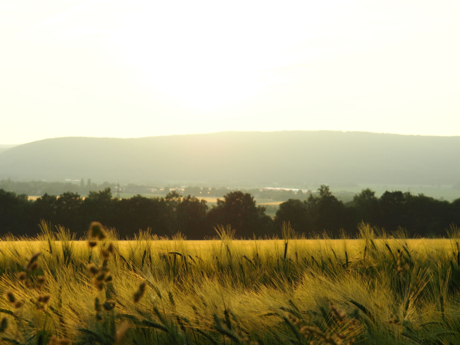 Olympus OM-D E-M10 II sample photo. Field, grass, nature, summer photography