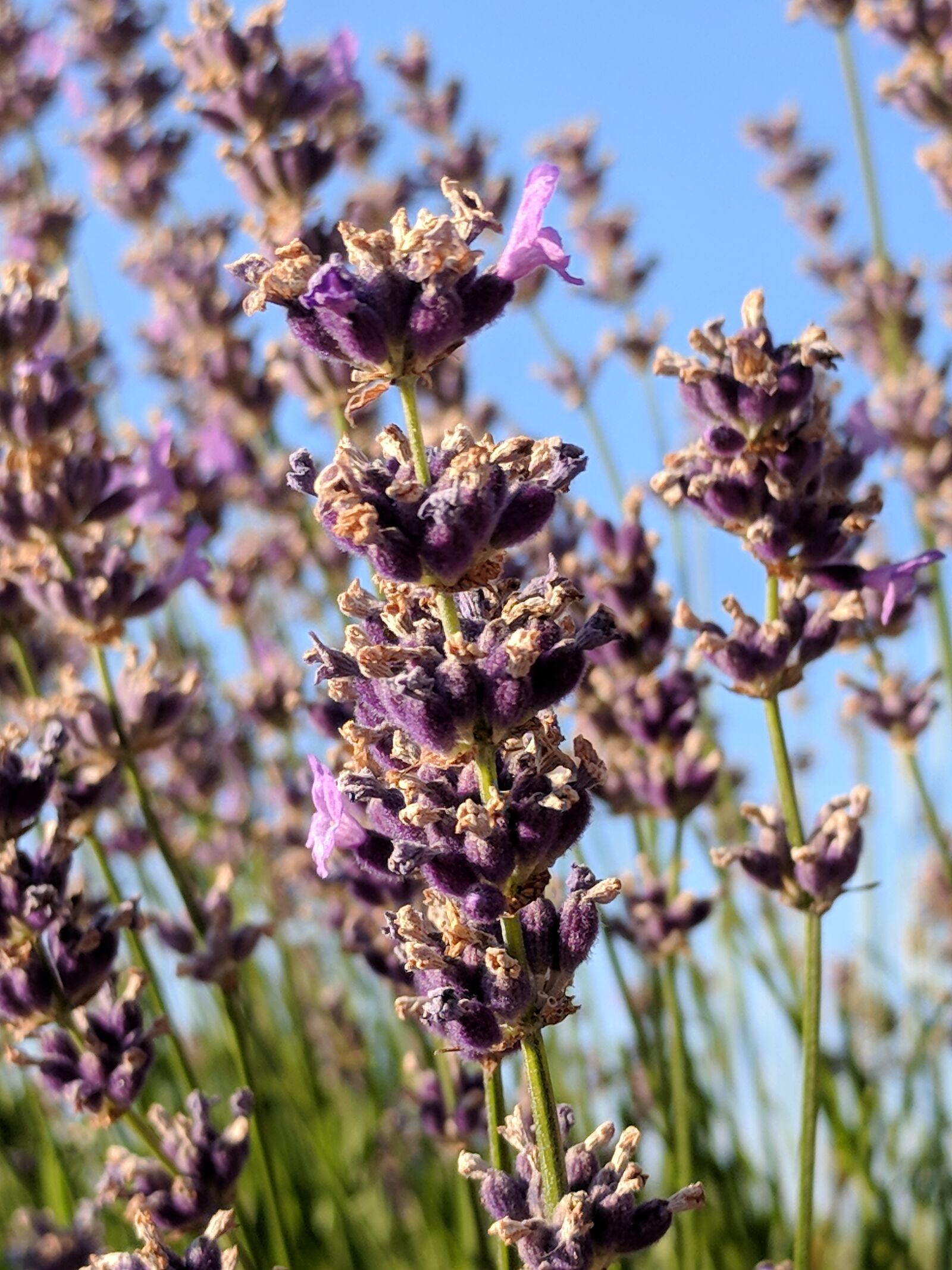 Google Pixel sample photo. Lavender, summer, nature photography