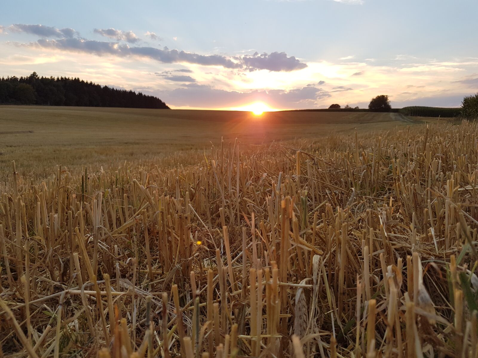Samsung Galaxy S7 sample photo. Cereals, corn, wheat photography
