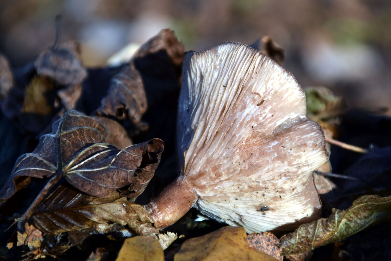 Nikon D3300 sample photo. Mushroom, forest floor, forest photography