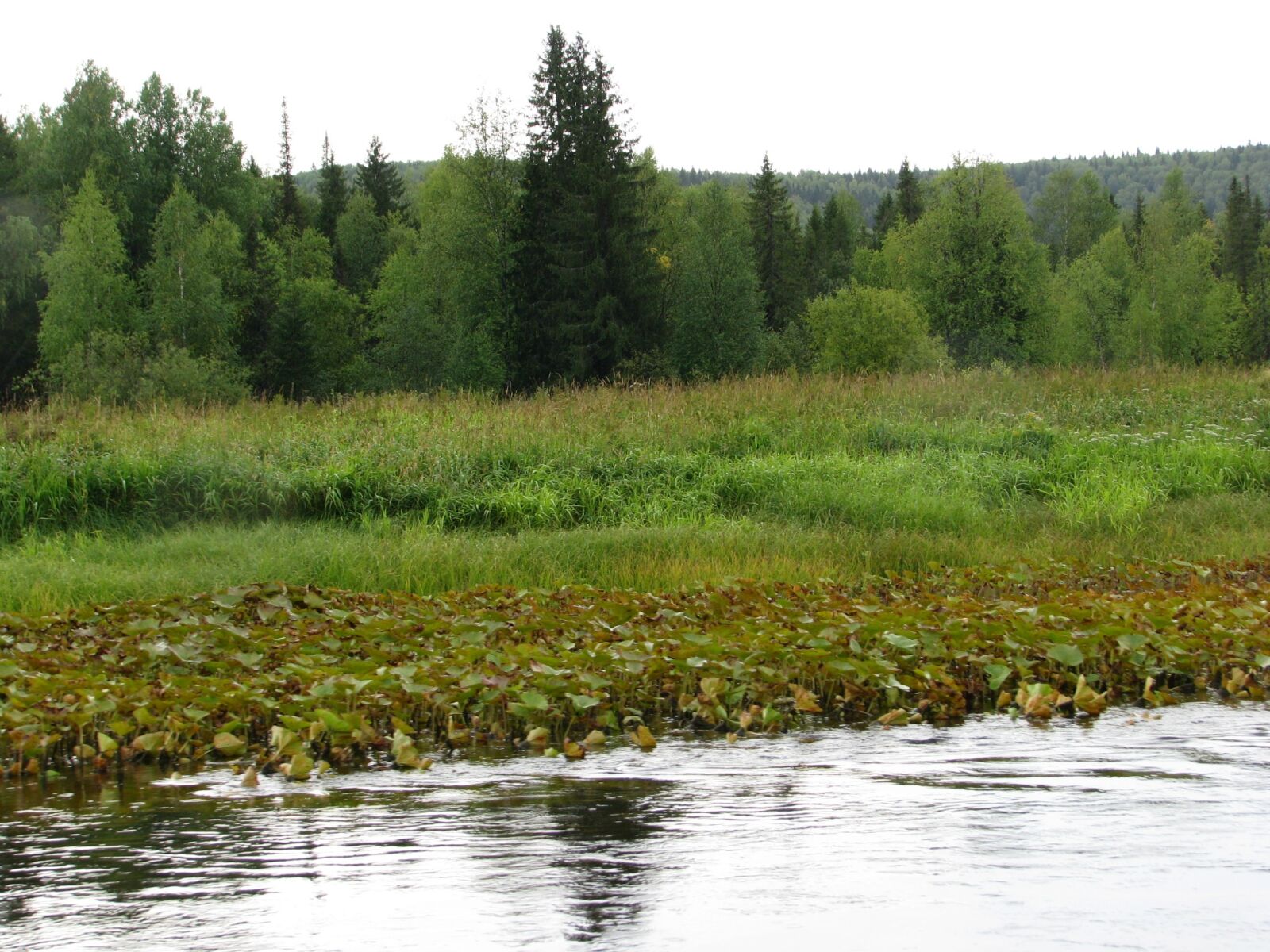 Canon POWERSHOT S5 IS sample photo. The vishera river, forest photography
