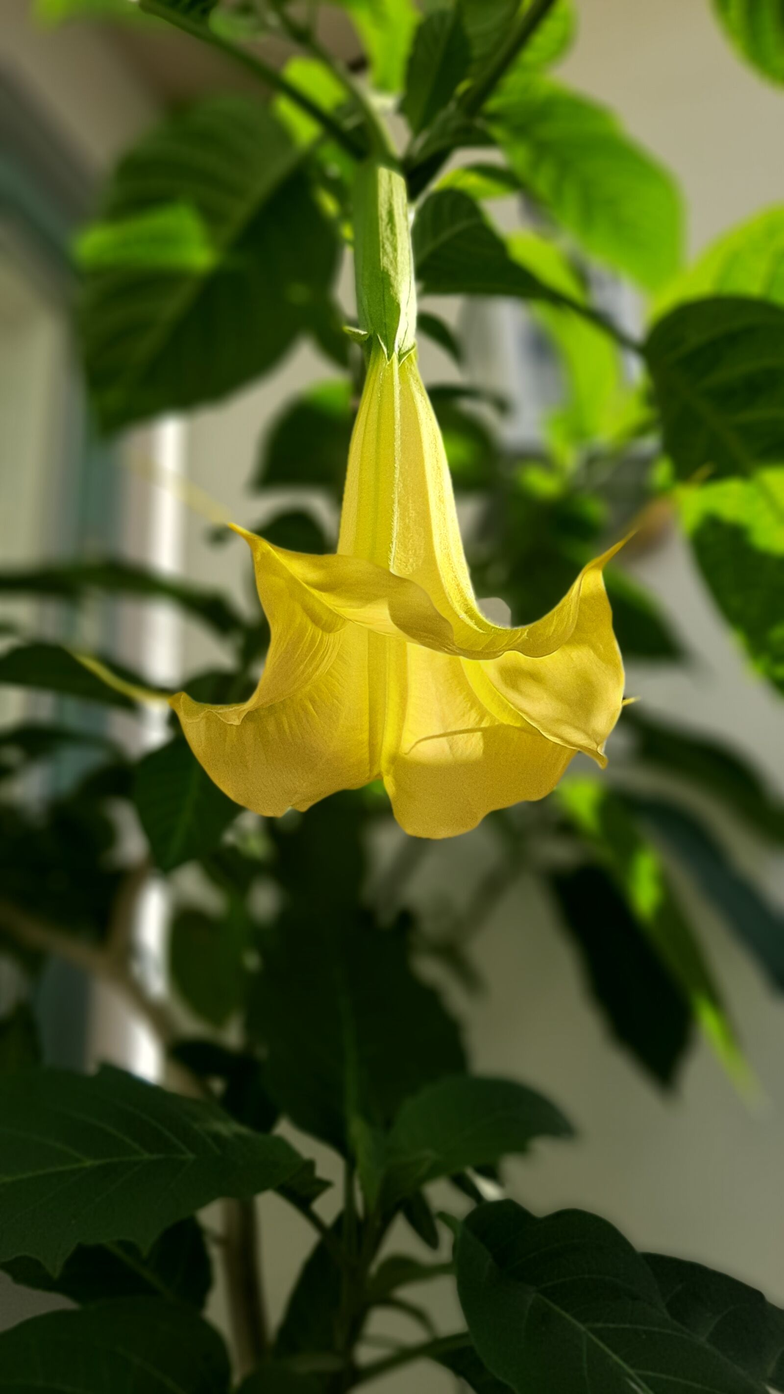 Samsung SM-A505F sample photo. Angel's trumpet, flower, yellow photography