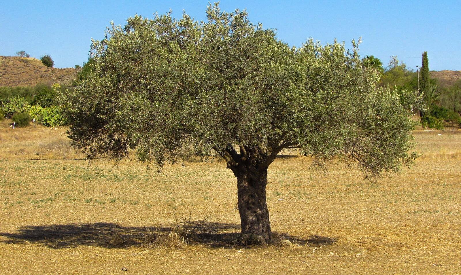 Canon PowerShot SX400 IS sample photo. Olive tree, countryside, olive photography