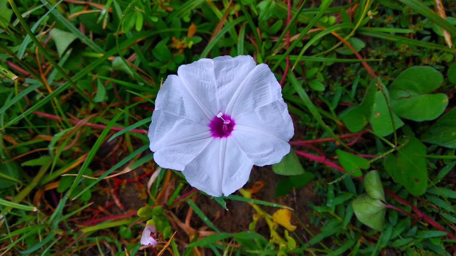 Xiaomi Redmi Note 5 sample photo. Flower, grass, white photography