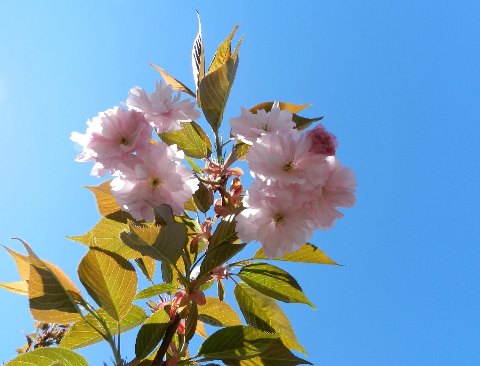 Nikon Coolpix P500 sample photo. Flower, pink, sky photography