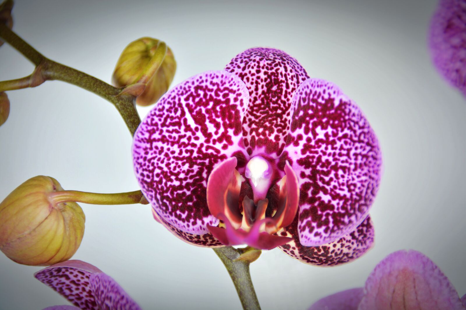 Nikon D5200 sample photo. Orchid, flower, blossom photography