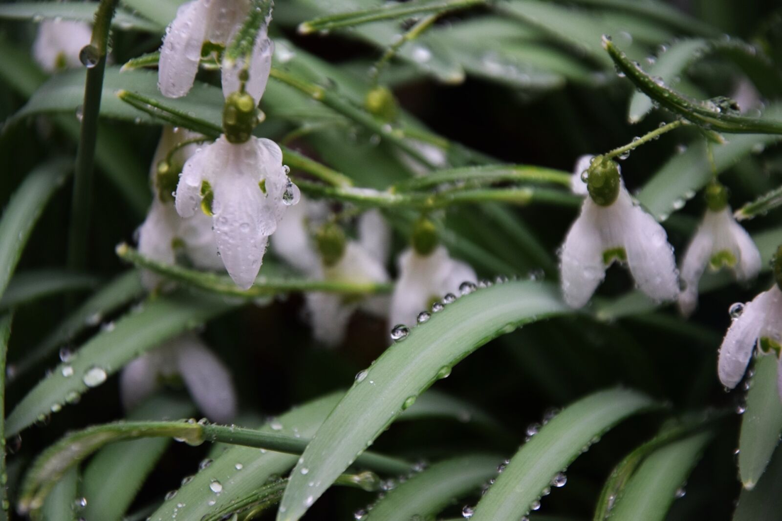 Nikon D3300 sample photo. Snowdrop, spring, lenz photography