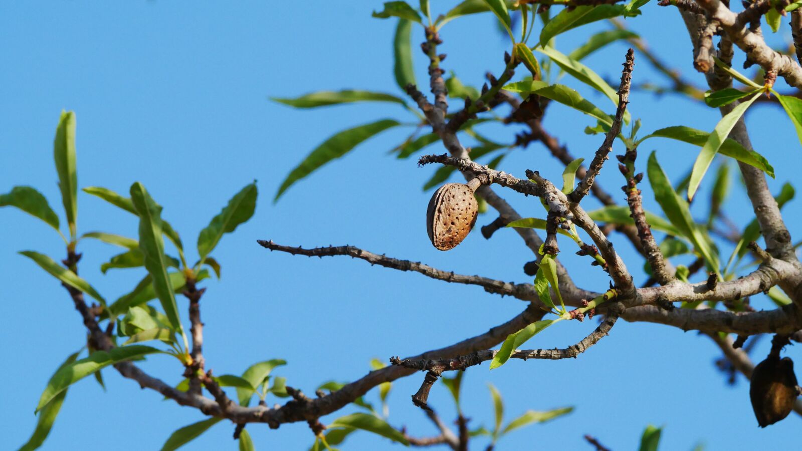 Panasonic Lumix DMC-GX85 (Lumix DMC-GX80 / Lumix DMC-GX7 Mark II) sample photo. Almond, mallorca, almond tree photography