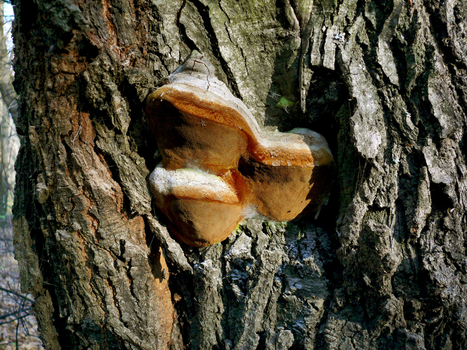 Panasonic DMC-FZ50 sample photo. Mushroom photography