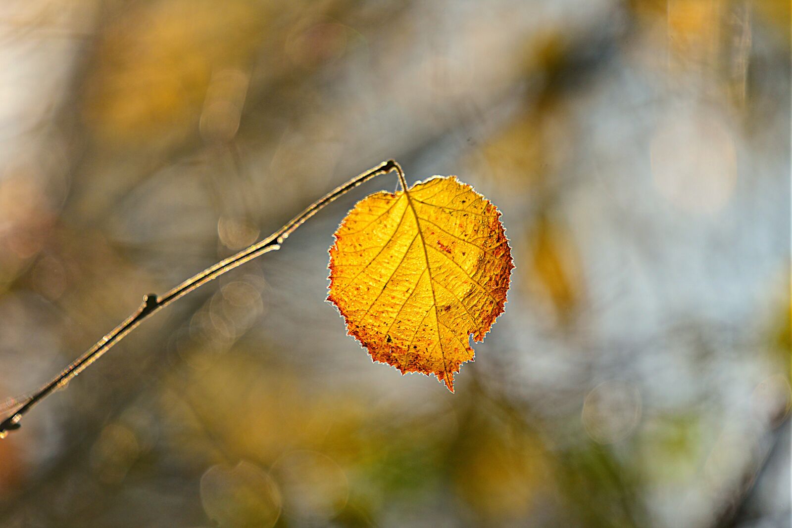 Nikon D750 sample photo. Leaf, twig, foliage photography