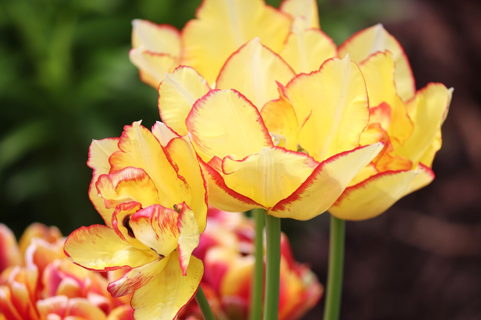 Canon EOS 200D (EOS Rebel SL2 / EOS Kiss X9) sample photo. Tulips, bordered, filigree photography